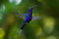 Kolibrik fialkovy - Campylopterus hemileucurus - Violet Sabrewing 5983